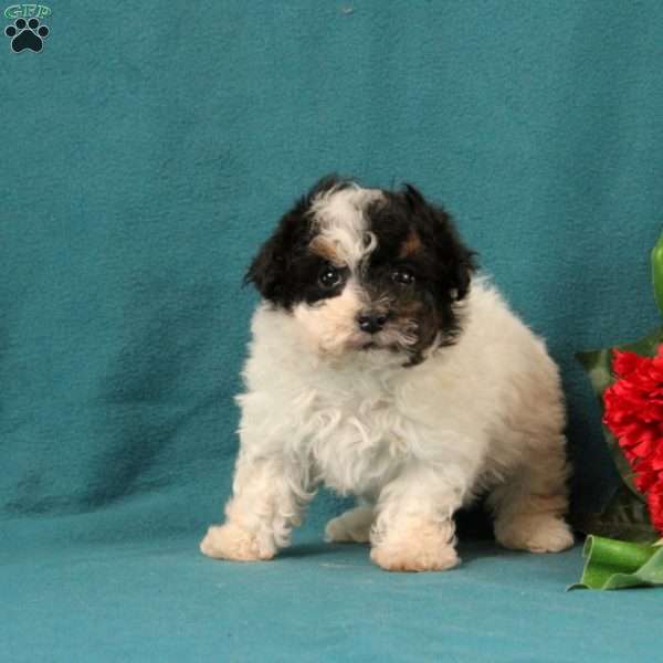 Moana, Toy Poodle Puppy